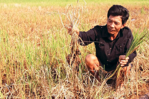 Lúa[-]chết[-]vì[-]nhiễm[-]mặn[-]ở[-]thị[-]xã[-]Vị[-]Thanh,[-]Hậu[-]Giang.[-]Ảnh:[-]Việt[-]Trung